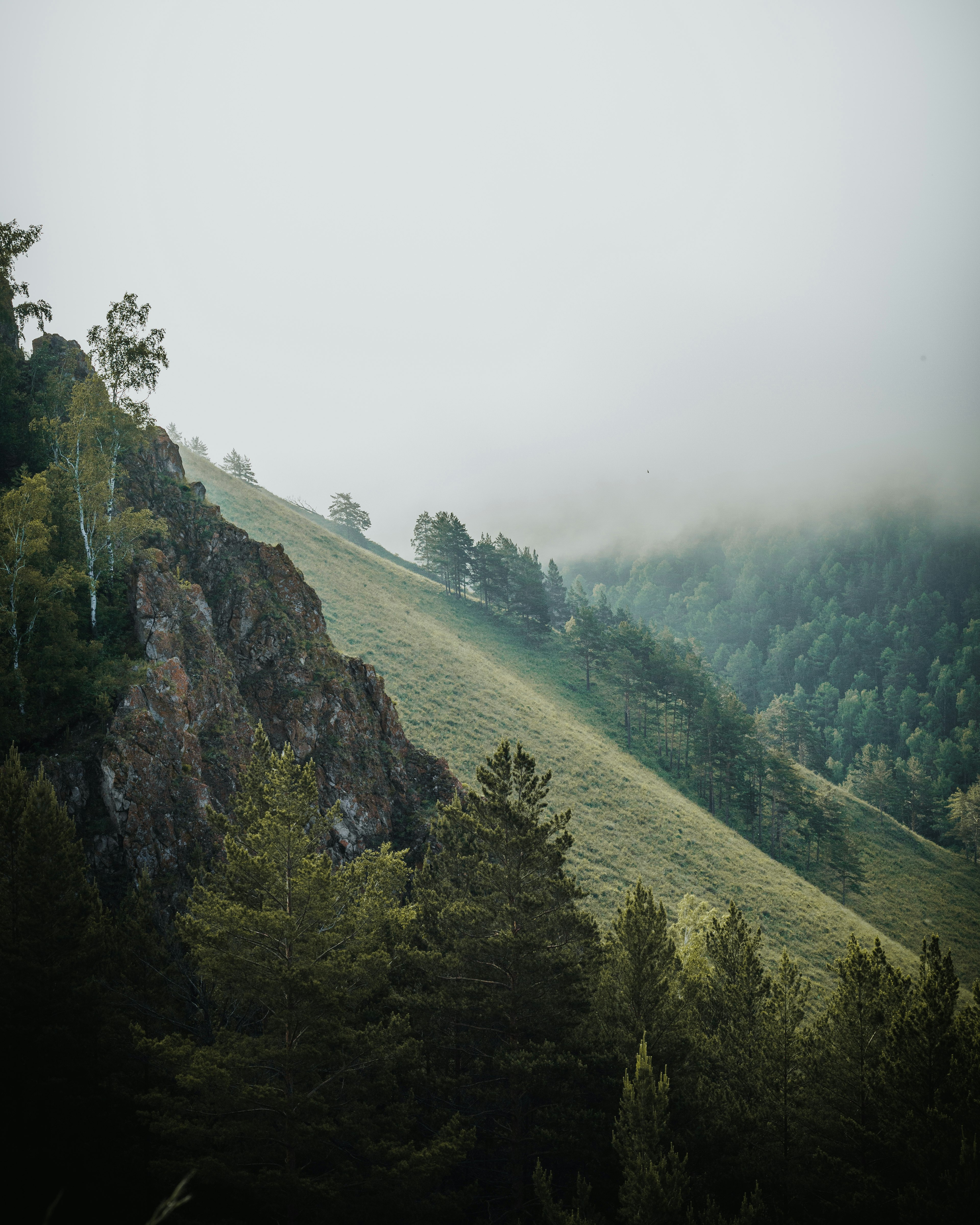 green trees on mountain during daytime